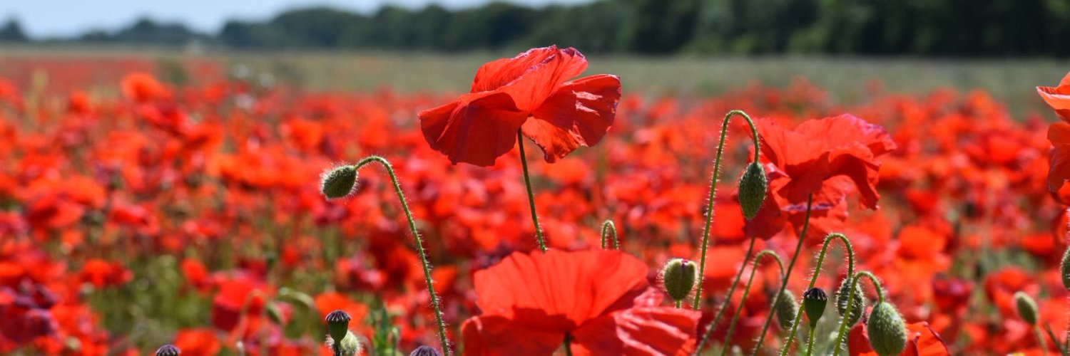 Trigger’s Broom Profile Banner