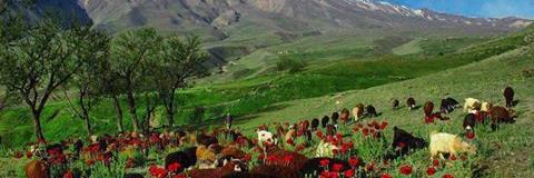 ComakDilek's profile banner image