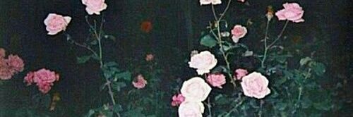 _purple_fox_'s profile banner image