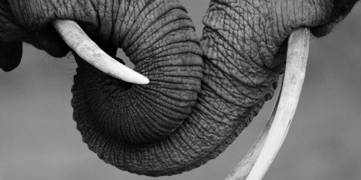 dewald_coetzee's profile banner image