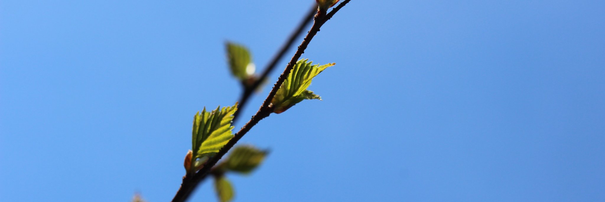 MTK Metsänomistajat banner