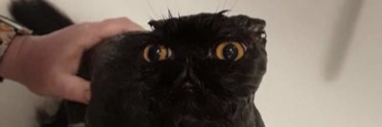 freya🪩🐇 banner