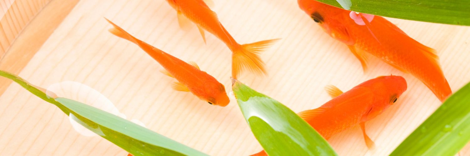KominSj's profile banner image