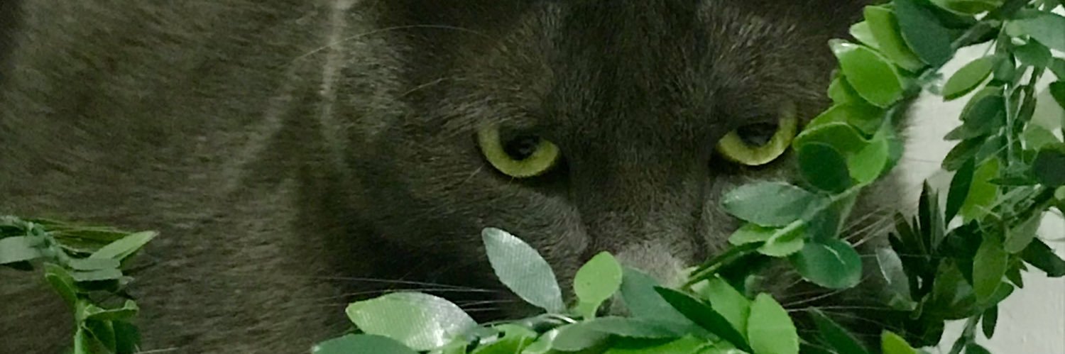 nihalcerenn's profile banner image