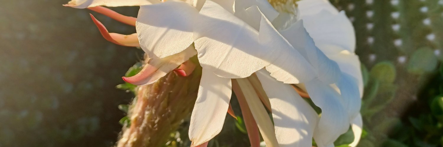 Clambro's profile banner image