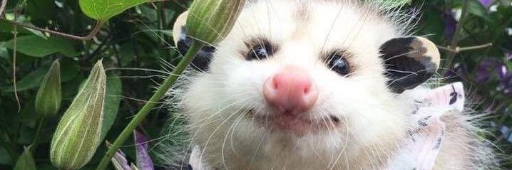 noteorvek's profile banner image