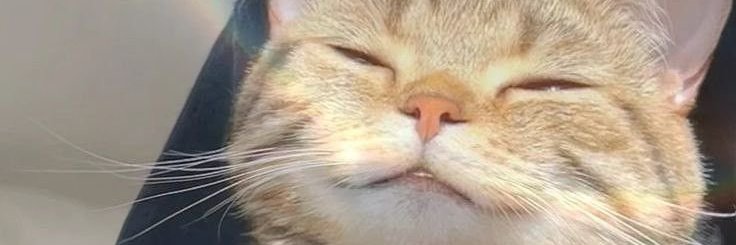 pilimene's profile banner image