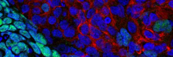 aaguirrecano Profile Banner