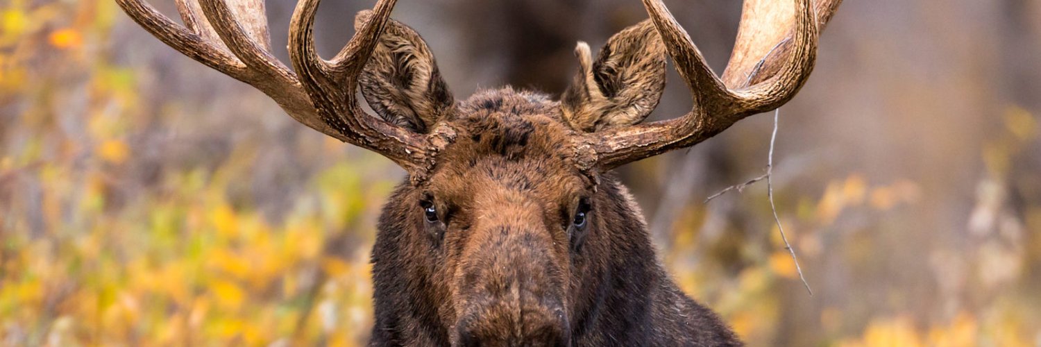 SerAlliser's profile banner image