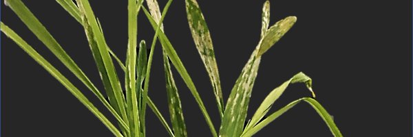IzzySaur Profile Banner