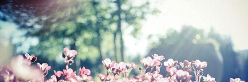 pinktree3's profile banner image