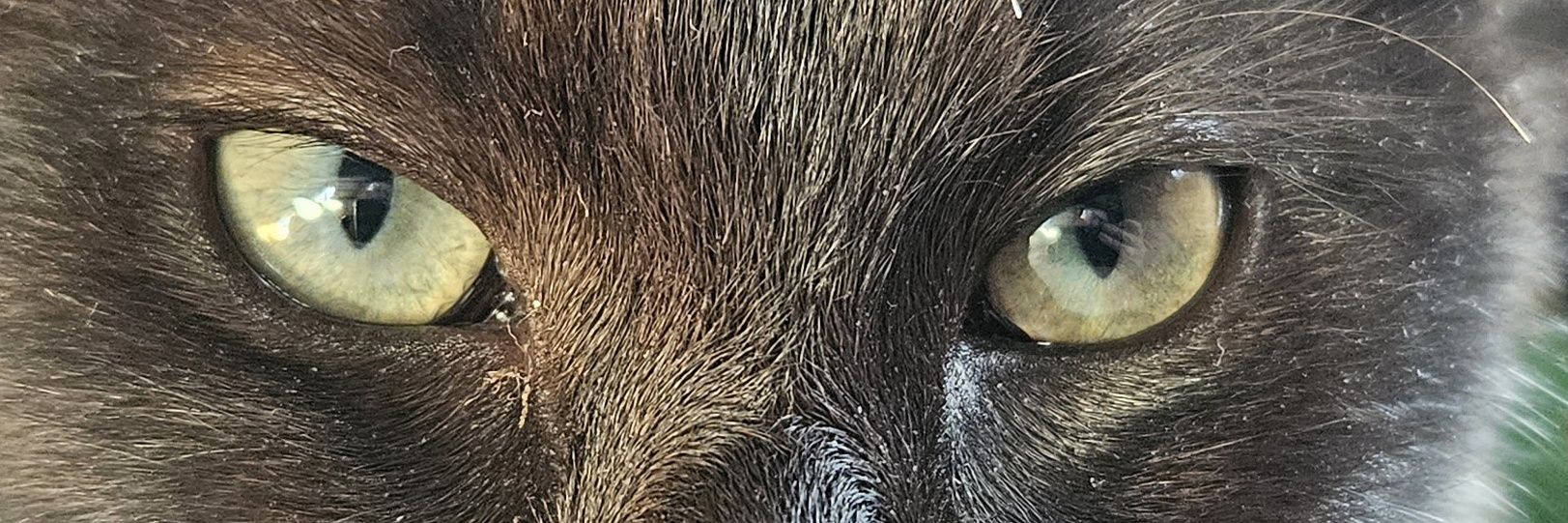 rosscaughers's profile banner image