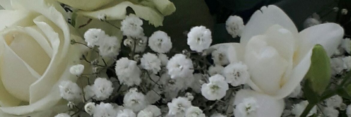MariVaha's profile banner image
