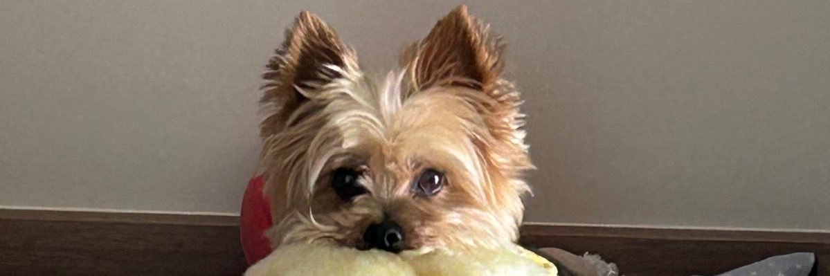 _inesmartinez's profile banner image