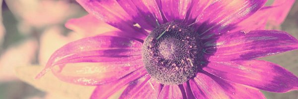 MsAZilli Profile Banner