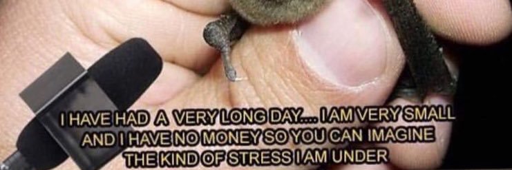 Grace Cottrell banner