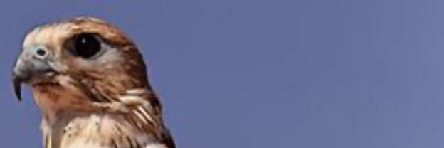 aboabdullah321's profile banner image