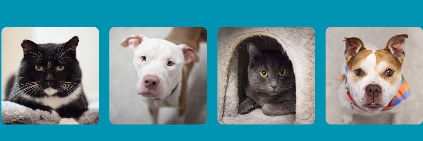 Lake Humane Society banner