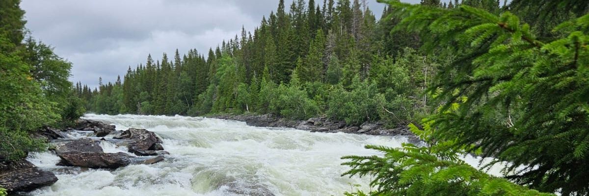 Willem 🇳🇱 banner