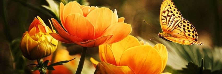 dupont 🎗️ banner