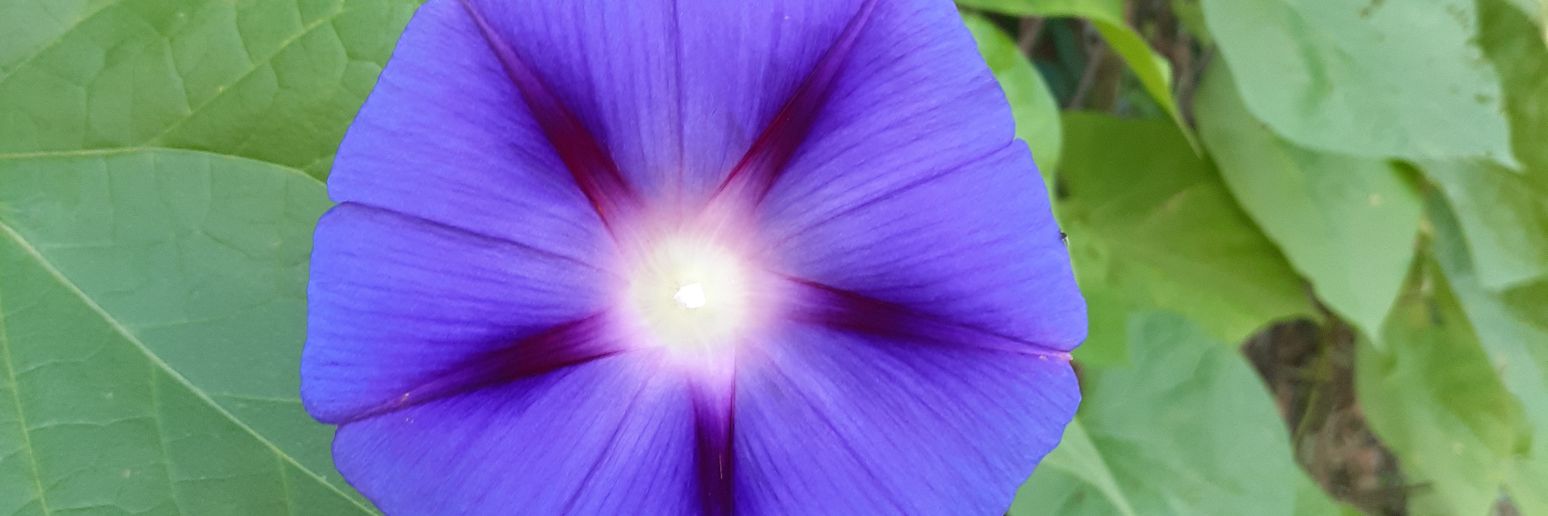 👠😷Laura T👠😷 banner