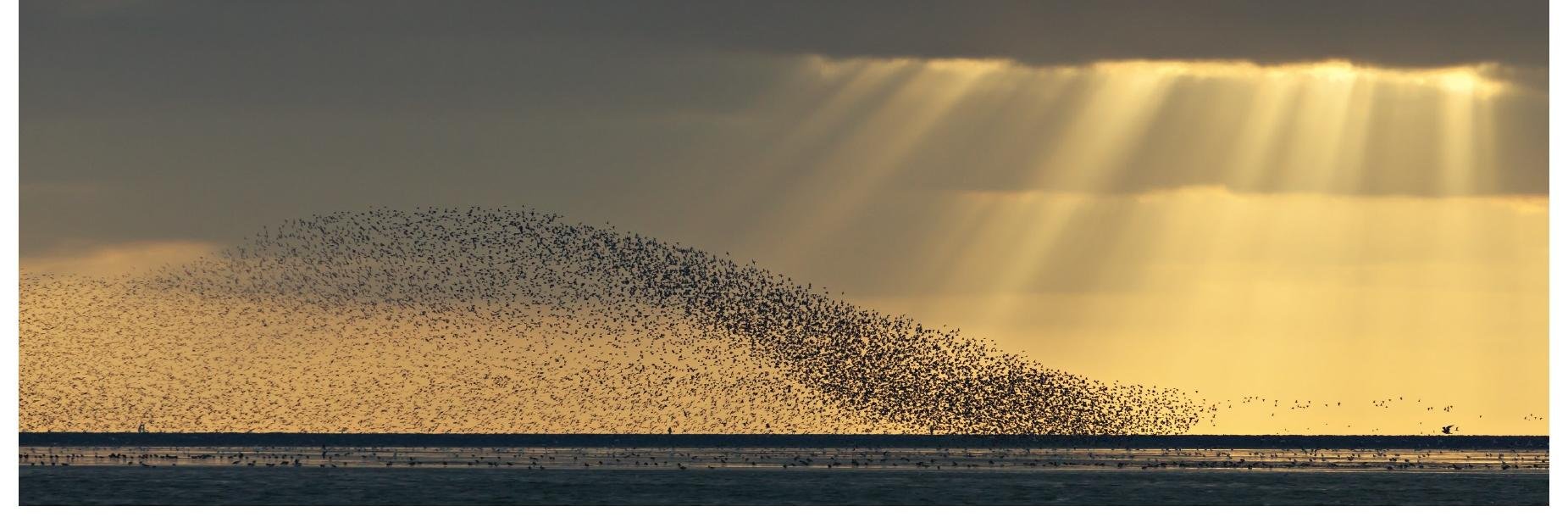 Uitgeverij Scriptum banner