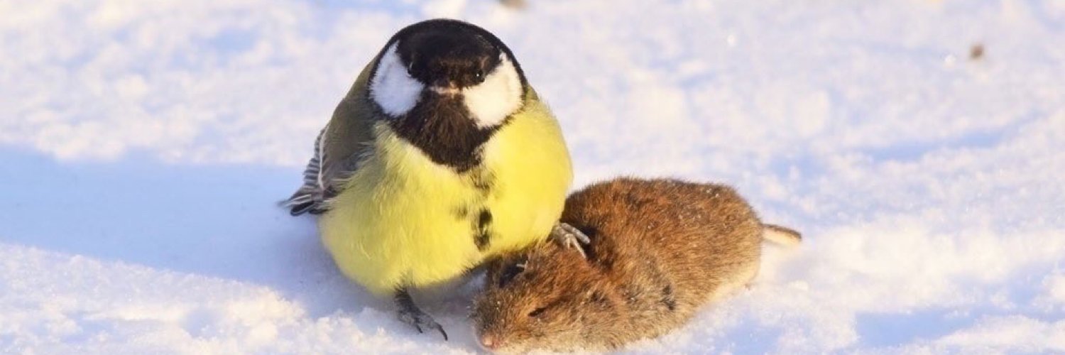 Jenny 👉🏼 @phire@phire.place banner