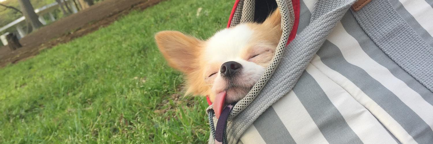 haaa_ruuu's profile banner image