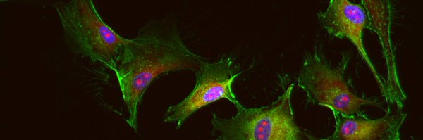 DoctaBlonde Profile Banner