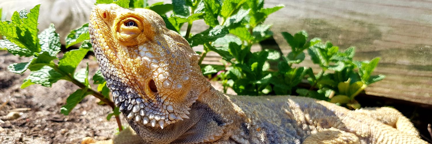 🦎🦎misscryptodragon🦎🦎 banner