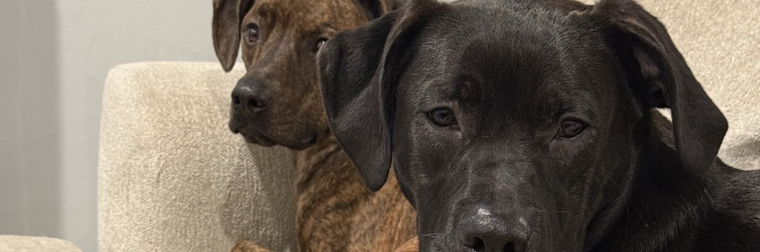 thatdarnRAVEN_'s profile banner image