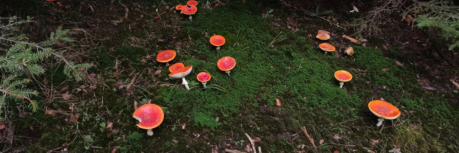 frdnd@mastodon.social banner