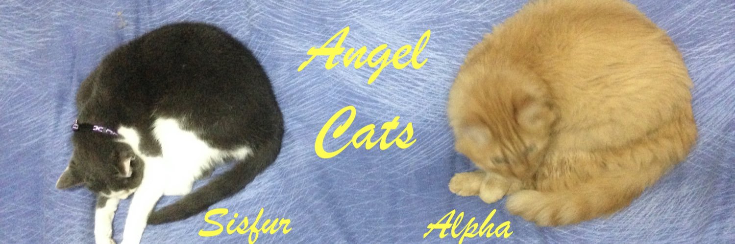 Benjy, 🐈 heir of 🌈AlphaCat & Sisfur banner