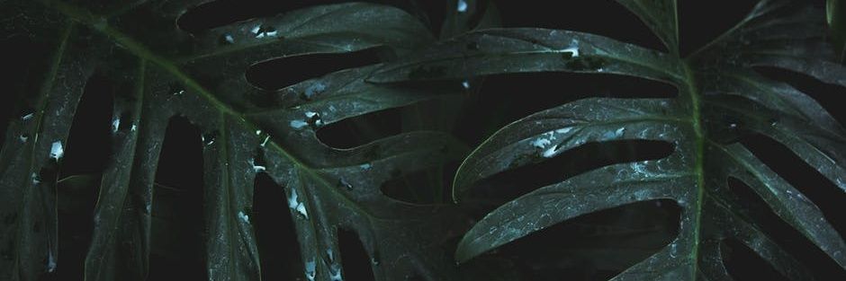CesarLanda's profile banner image