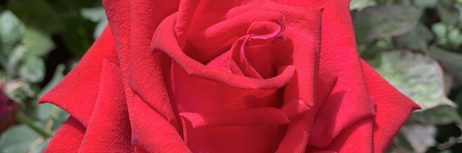 Maggie banner