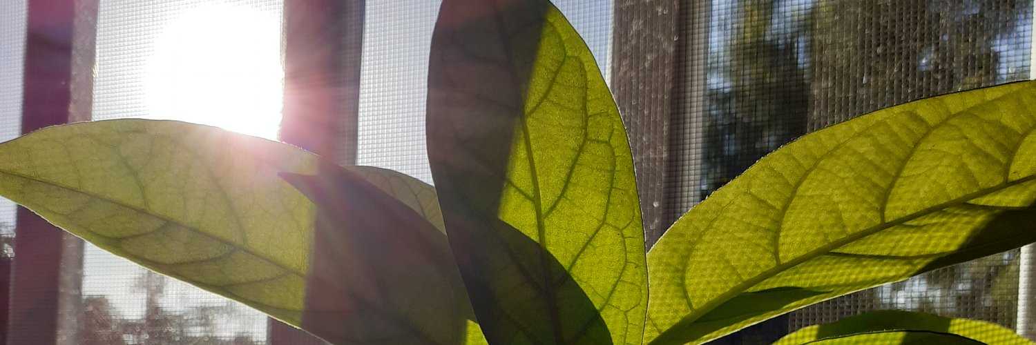 webbeoftheworld's profile banner image