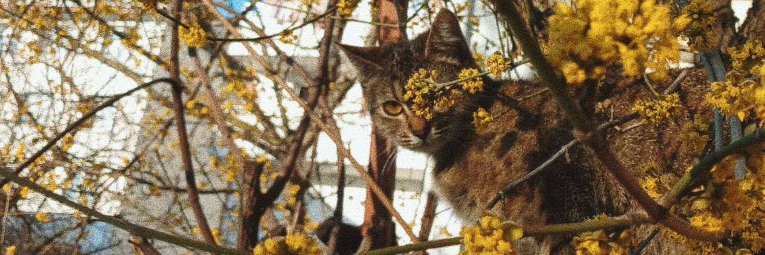 merwegr's profile banner image