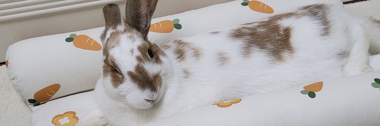 천방지축 정가을🐰🍂's banner