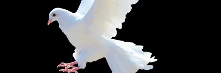 js84427183's profile banner image