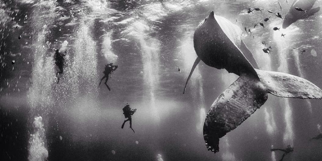 Timothy Strathmann banner