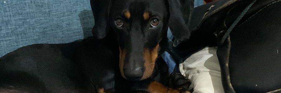 KateCalarco's profile banner image
