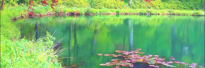 ユキヤナギ（療養のため概ね休止中　自動定期ポストは稼働します） banner