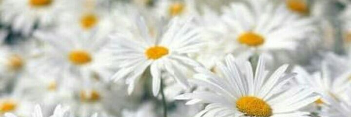 Beyaztsati's profile banner image