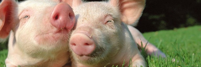 Moritz Monday banner