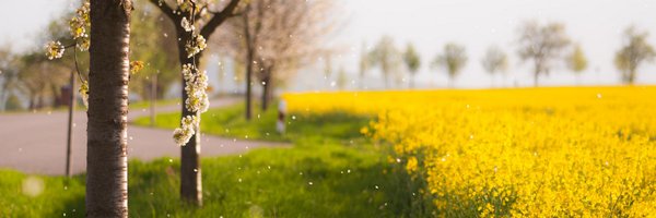 lynncwang Profile Banner