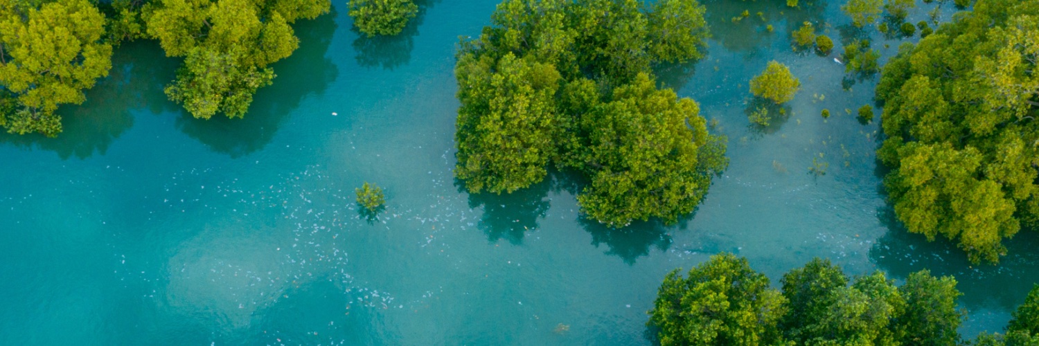 Mangrove Action Project banner