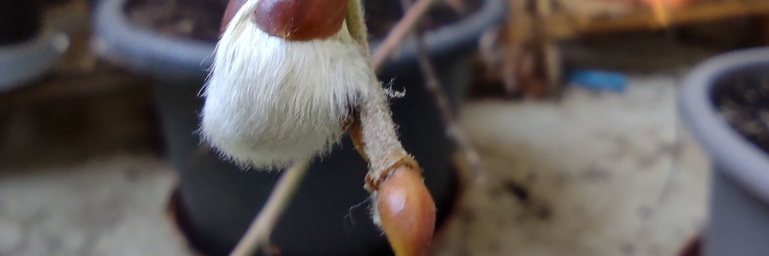ZamdeMon's profile banner image