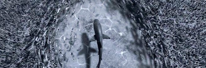 sN1pyh's profile banner image