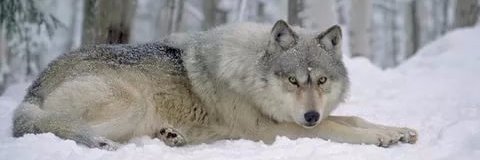 Волк Путина🐺.🇷🇺В миру Василий. banner