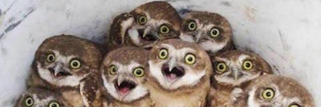 Thea Raisbeck banner